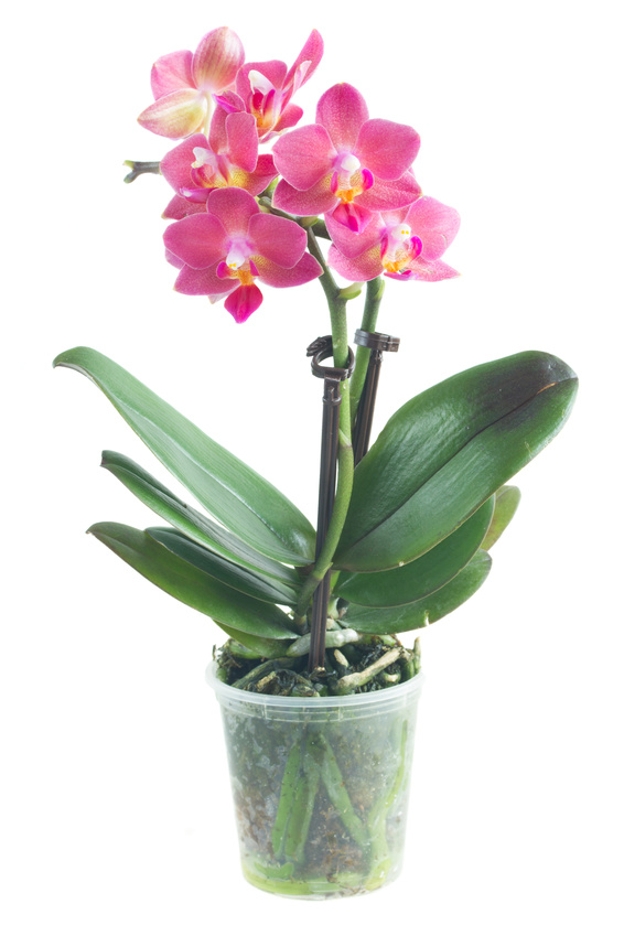 couper racines orchidées phalaenopsis