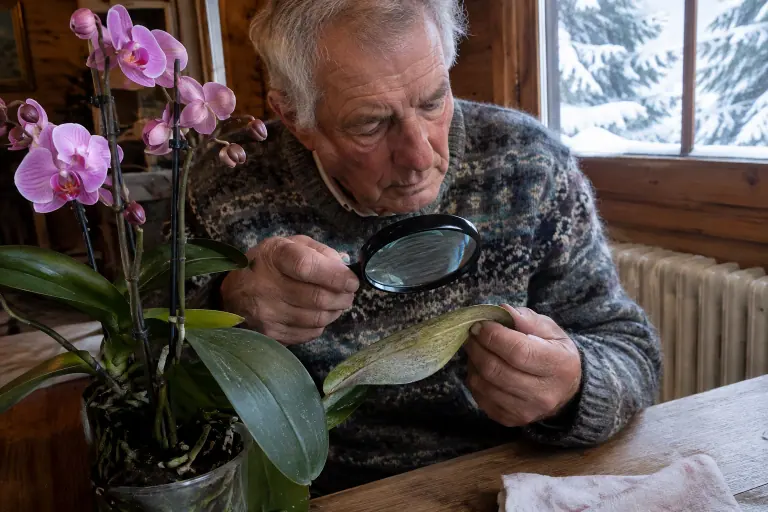 Un homme âgé examine à la loupe le revers piqueté et argenté d’une feuille de phalaenopsis rose, près d’un radiateur, dans un chalet enneigé
