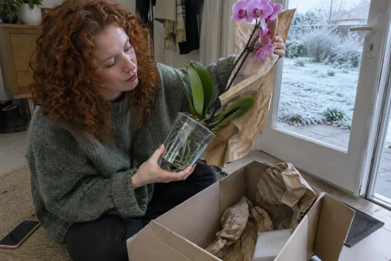 Une jeune femme sort d’un carton de livraison un phalaenopsis rose tuteuré et examine ses racines à travers le pot transparent, un matin d’hiver