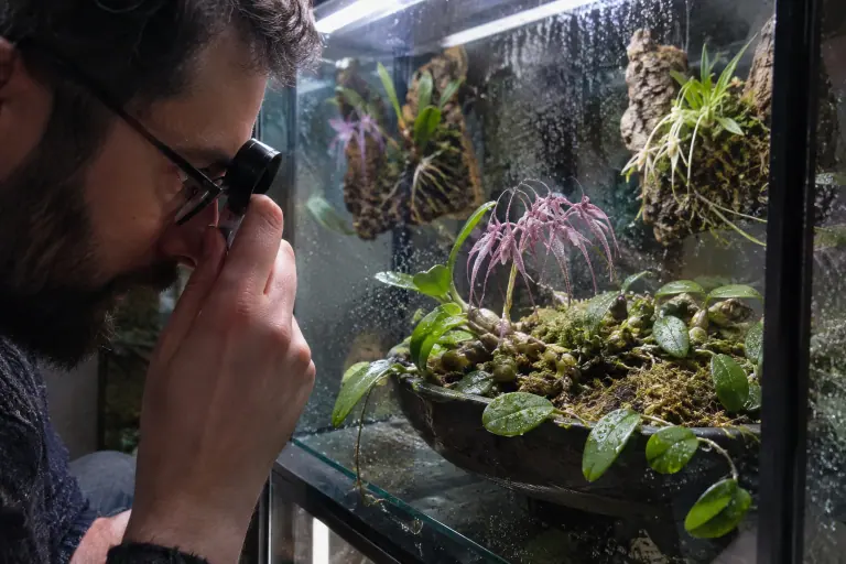 Dans une vitrine éclairée d’un appartement strasbourgeois, un homme observe à la loupe un Bulbophyllum aux fleurs rose mauve disposées en éventail