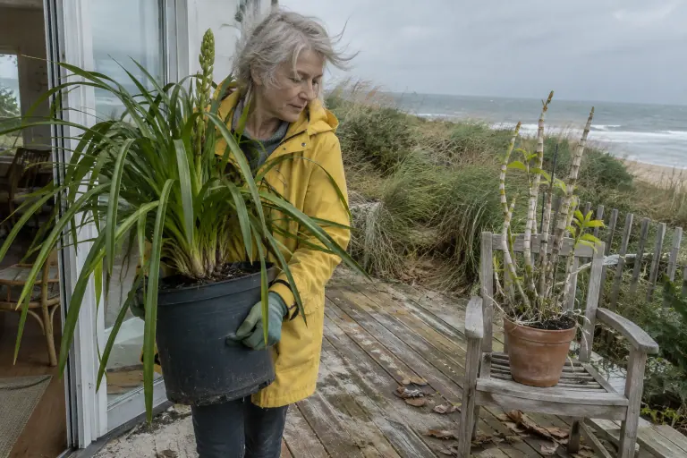 Sur la terrasse d’une maison vendéenne, une femme rentre un grand Cymbidium portant une nouvelle hampe avant les nuits froides d’automne