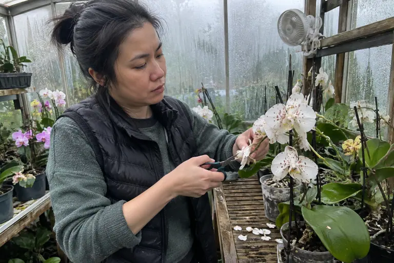 Dans une petite serre embuée, une femme coupe une fleur de phalaenopsis blanc couverte de petites taches rosées de botrytis