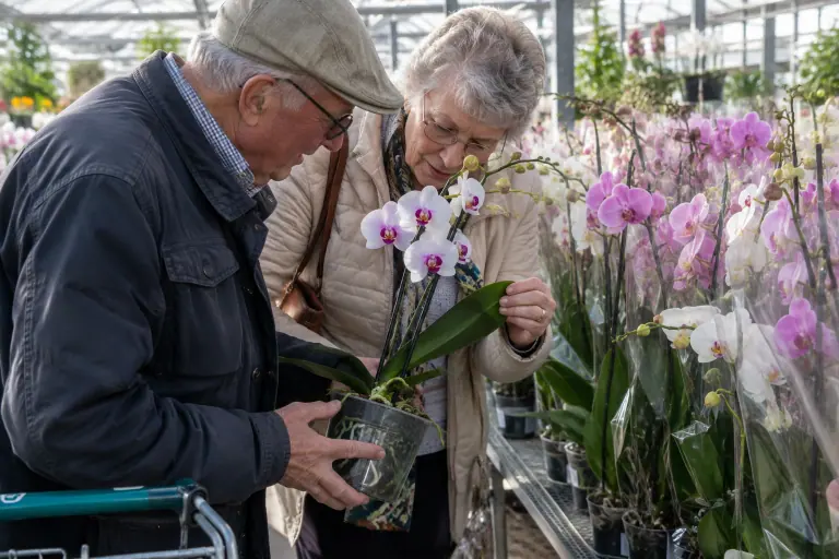 Un couple de retraités inspecte les racines et le dessous des feuilles d’une orchidée phalaenopsis blanche en boutons, sur une table de jardinerie