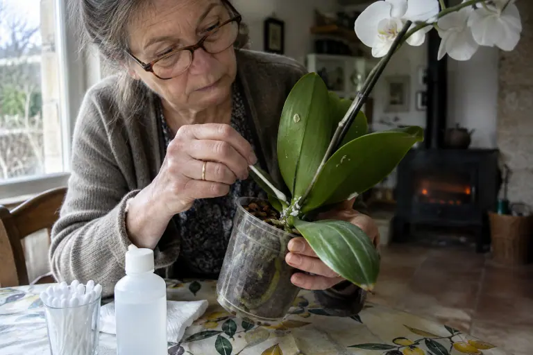 Une femme retire au coton-tige des amas blancs de cochenilles farineuses logés à l’aisselle des feuilles d’un phalaenopsis blanc