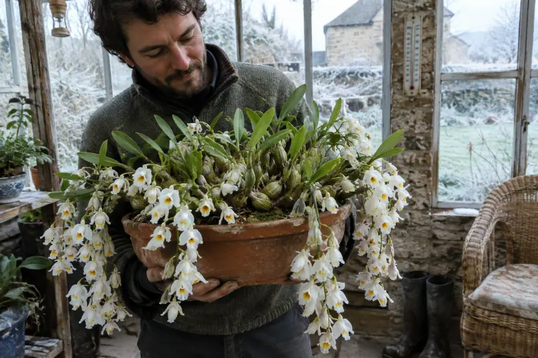Dans une véranda non chauffée de Bourgogne, un homme tient une grosse touffe de Coelogyne cristata couverte de grappes de fleurs blanches