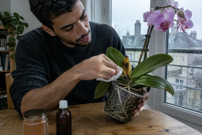 Un homme éponge avec un coin d’essuie-tout le cœur d’un phalaenopsis rose dont la jeune feuille centrale a noirci à la base