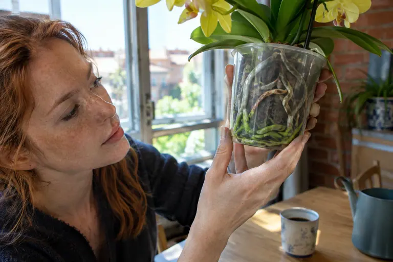 Une jeune femme lève vers la fenêtre le pot transparent d’un phalaenopsis où l’on voit des racines vertes, d’autres argentées et une racine brune