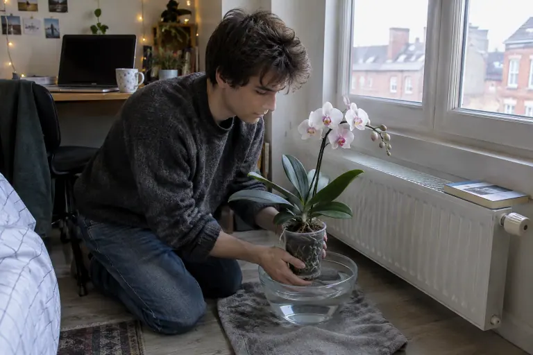 Un jeune homme plonge le pot transparent d’une orchidée phalaenopsis blanche et rose dans un saladier d’eau, dans un studio étudiant en hiver