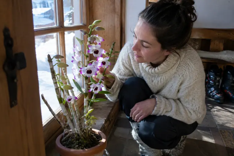 Dans l’entrée fraîche d’un chalet savoyard enneigé, une femme observe les premières fleurs d’un Dendrobium nobile ouvertes le long des cannes