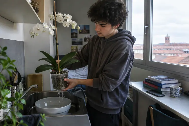 Un étudiant sort un Phalaenopsis blanc de son bain d’eau dans l’évier de son studio et le laisse égoutter, racines vertes visibles