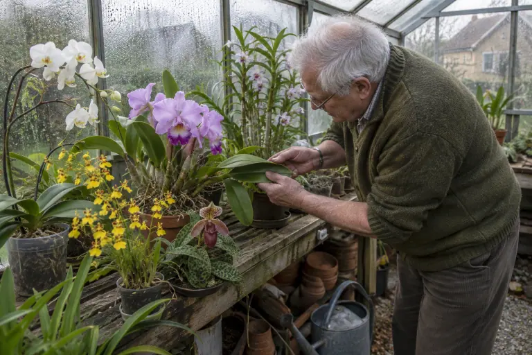 Un retraité examine un Cattleya mauve dans sa petite serre, entre un Phalaenopsis blanc, un Oncidium jaune et un sabot de Vénus