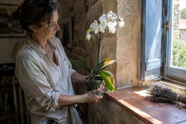 Dans une maison provençale, une femme éloigne de la fenêtre ensoleillée un phalaenopsis dont une feuille porte une large plaque beige et sèche