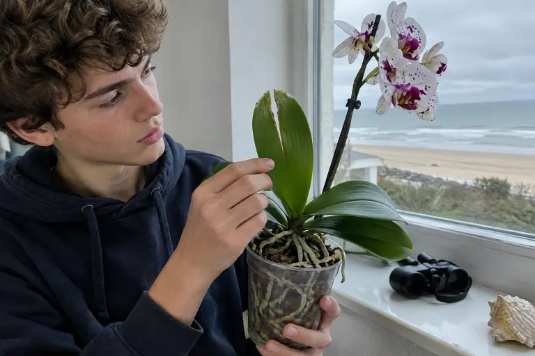 Un adolescent montre, devant une fenêtre donnant sur la mer, la jeune feuille d’un phalaenopsis fendue en deux le long de sa nervure centrale