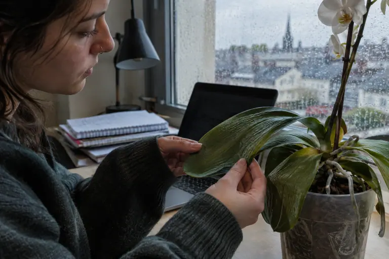 Gros plan sur les mains d’une étudiante qui tiennent une feuille de Phalaenopsis fripée, marquée de rides dans le sens de la longueur