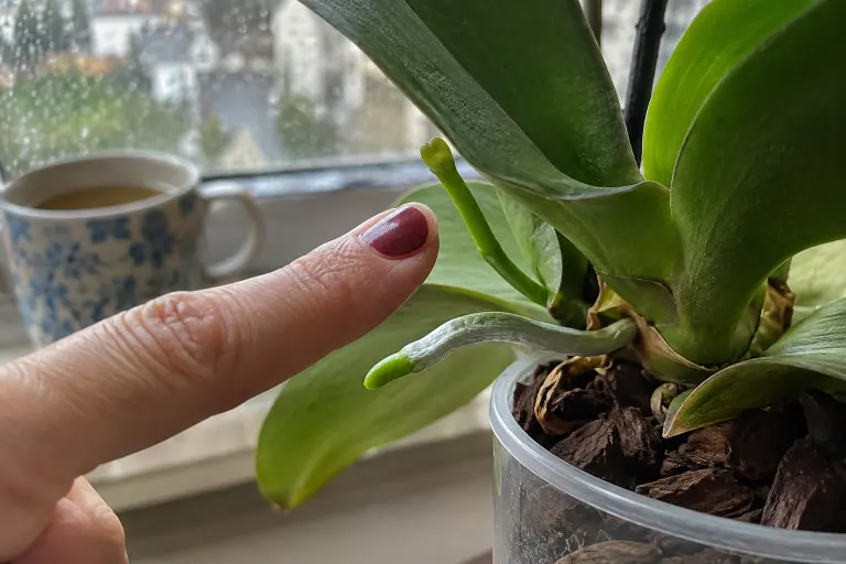 Un doigt montre une jeune hampe florale aplatie sortant à la base d’une feuille de Phalaenopsis, au-dessus d’une racine aérienne au bout arrondi