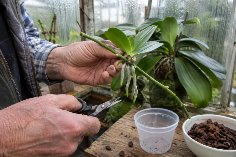 Les mains d’un homme âgé tiennent une hampe de Phalaenopsis portant un keiki à trois feuilles et quatre racines, prêt à être séparé