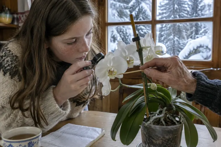 Dans un chalet savoyard, une adolescente observe à la loupe la colonne et le labelle d’une fleur de phalaenopsis blanc que montre son grand-père
