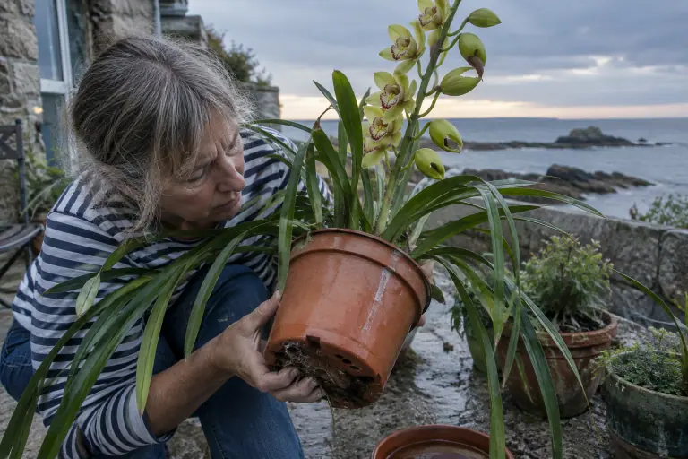 Une femme soulève un cymbidium posé sur une terrasse bretonne au crépuscule, une limace installée sur un bouton déjà grignoté de la hampe