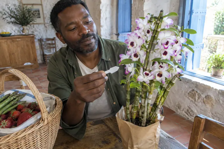 Dans la cuisine d’un mas provençal, un homme examine l’étiquette en plastique d’un Dendrobium aux fleurs blanches et roses le long des tiges