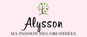 Alysson blog conseils orchidée