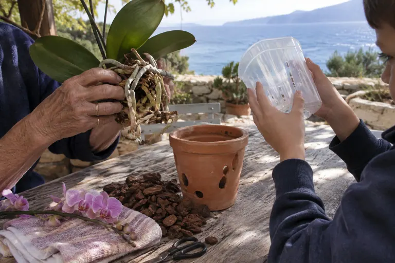 Une grand-mère tient un Phalaenopsis dépoté pendant que son petit-fils regarde à travers un pot transparent à fentes, à côté d’un pot en terre cuite
