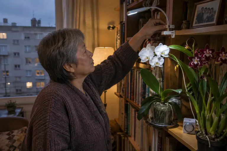 Une femme oriente une lampe LED à col de cygne fixée à une bibliothèque au-dessus d’un Phalaenopsis blanc et d’un Cambria bordeaux, un soir d’hiver