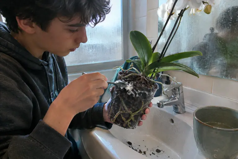 Un adolescent gratte à la petite cuillère des plaques de moisissure blanche à la surface de l’écorce d’un phalaenopsis en pot transparent