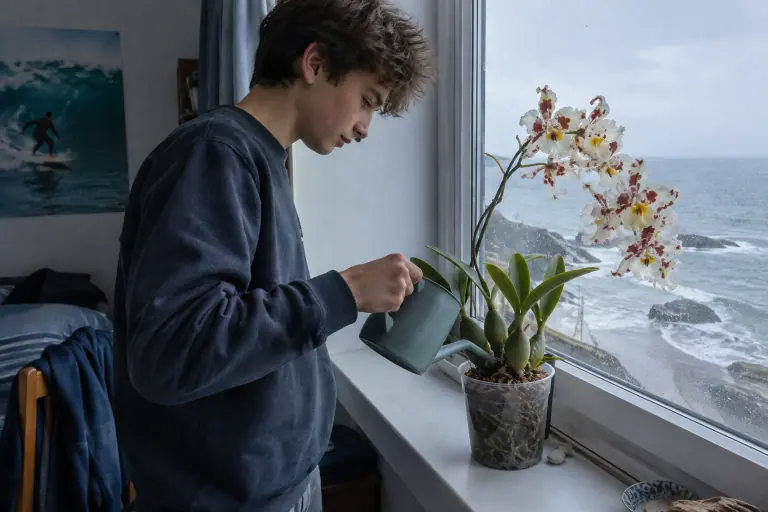 Dans une chambre fraîche d’une maison du Cotentin, un adolescent arrose un Odontoglossum aux grandes fleurs blanches tachetées de brun rouge