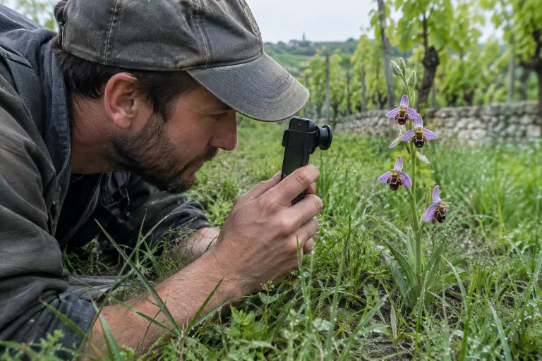Un homme allongé au bord d’un chemin de vignes en Bourgogne photographie un ophrys abeille en fleur avec un objectif macro fixé sur son téléphone