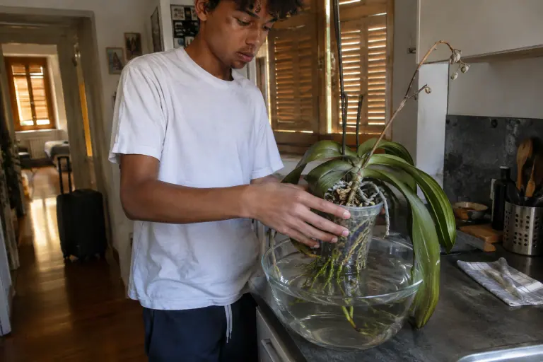 Au retour de vacances, un adolescent plonge dans un saladier d’eau un Phalaenopsis aux feuilles ridées et aux racines grises et aplaties