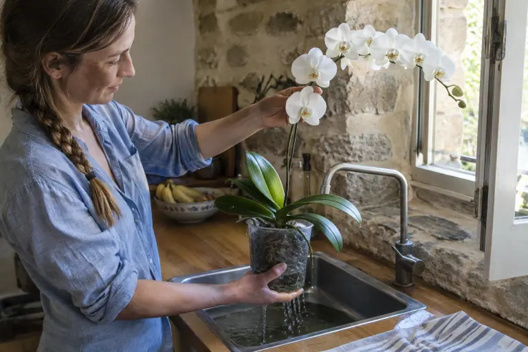 Dans une cuisine lumineuse, une femme sort de l’évier un Phalaenopsis blanc en fleur après son bain, une main sous le pot et l’autre sur la hampe