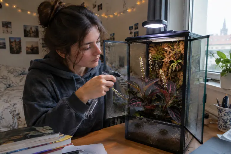 Une étudiante brumise un terrarium vitré où fleurit un Ludisia aux feuilles veloutées sombres, à côté d’une petite Restrepia fixée sur du liège