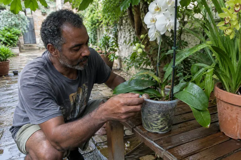 Dans la cour d’une maison bordelaise, un homme retire un escargot du pot d’un Phalaenopsis blanc posé à l’ombre d’un figuier après la pluie