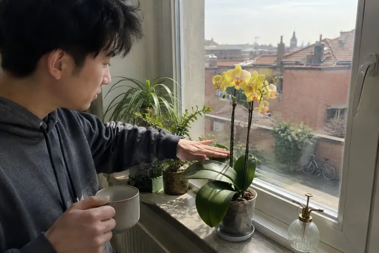 Un jeune homme teste la lumière en passant la main au-dessus d’un Phalaenopsis jaune posé devant une fenêtre est, un matin d’avril à Toulouse