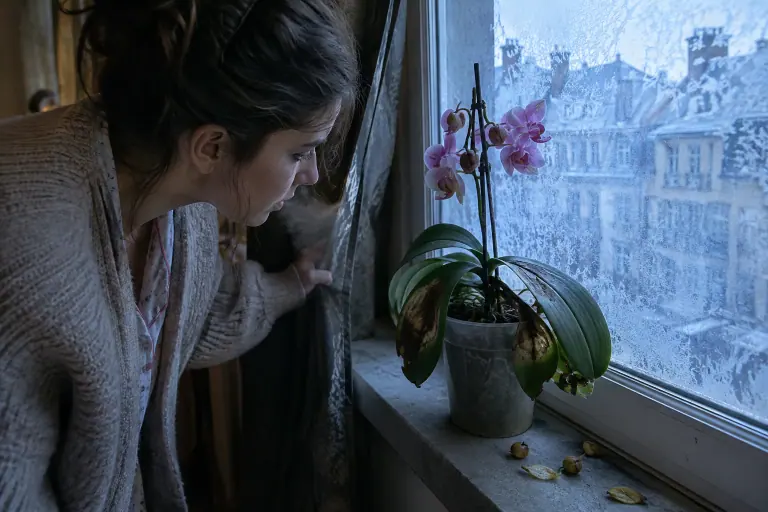 Un matin d’hiver, une jeune femme découvre derrière le rideau un Phalaenopsis rose aux feuilles marquées de taches vitreuses et aux boutons tombés