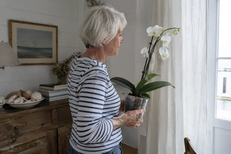 Dans une maison de bord de mer, une retraitée déplace un Phalaenopsis aux feuilles vert foncé d’un buffet sombre vers une fenêtre lumineuse
