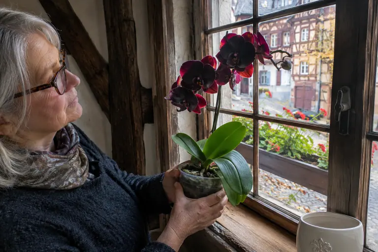 Une femme tient à contre-jour un phalaenopsis presque noir dont les pétales révèlent un bordeaux profond, devant la fenêtre d’une maison à colombages