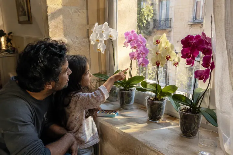 Une fillette montre du doigt à son père quatre Phalaenopsis blanc, rose, jaune et magenta alignés sur le rebord d’une fenêtre