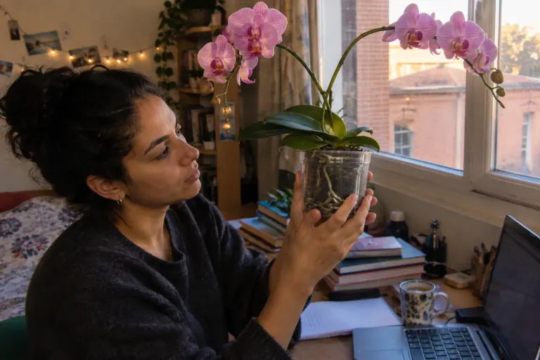 Une étudiante soulève le pot transparent de son phalaenopsis rose pour regarder les racines, assise au bureau de son studio à Toulouse