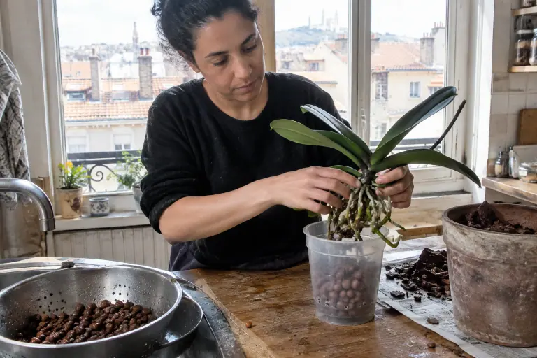 Une femme installe un Phalaenopsis sans fleurs aux racines rincées dans un pot transparent garni de billes d’argile, une passoire de billes dans l’évier