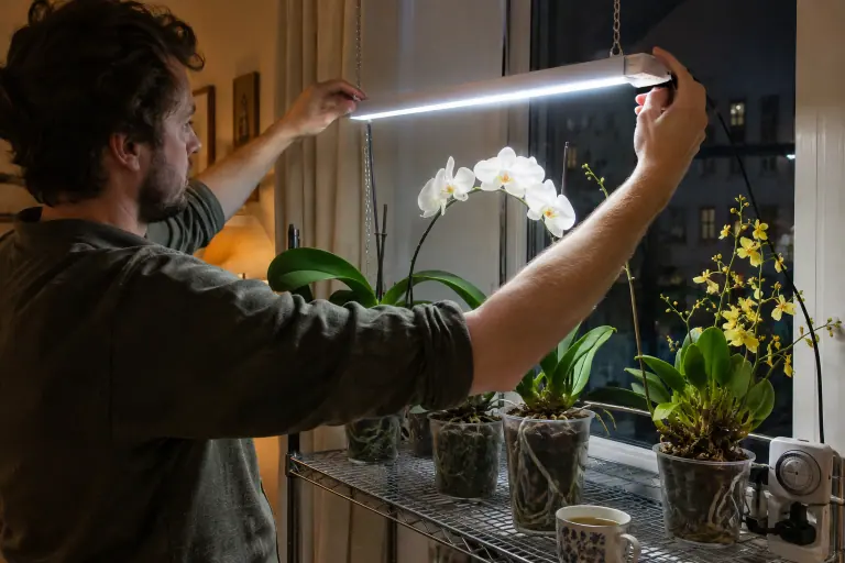 Un homme règle la hauteur d’une réglette LED blanche au-dessus de trois Phalaenopsis en pot transparent et d’un Oncidium jaune, un soir d’hiver