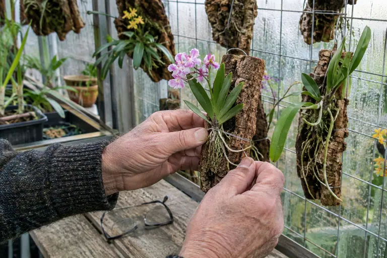 Les mains d’un retraité fixent au fil de nylon une petite Tolumnia en fleur sur un morceau de liège, dans sa serre d’amateur au printemps