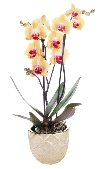 orchidée phalaenopsis jaune