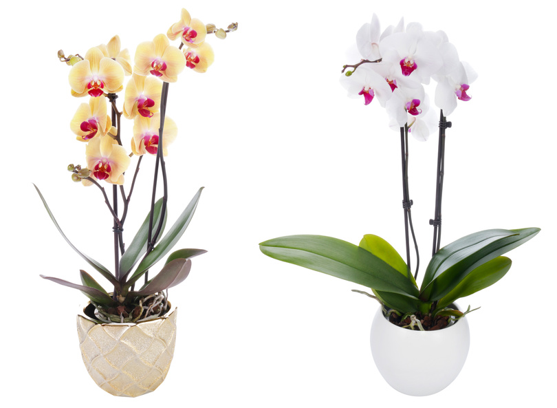 orchidée en fleurs