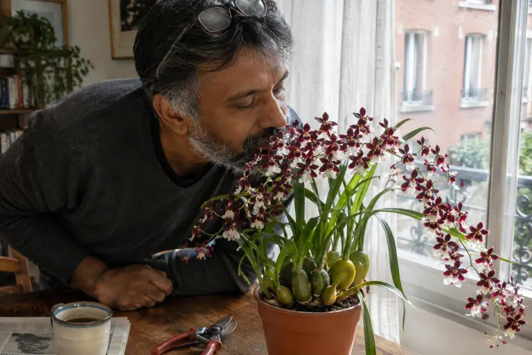Dans un salon toulousain baigné de soleil, un homme se penche pour sentir les petites fleurs bordeaux et blanches d’un Oncidium Sharry Baby