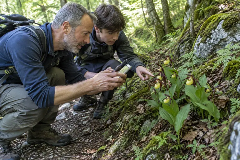 Dans une hêtraie du Jura, un père et son fils accroupis au bord du sentier photographient un sabot de Vénus sauvage sans le toucher