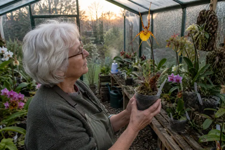 Dans sa serre d’amateur près d’Angers, une femme de soixante-dix ans examine la fleur en forme de papillon d’un Psychopsis papilio de sa collection