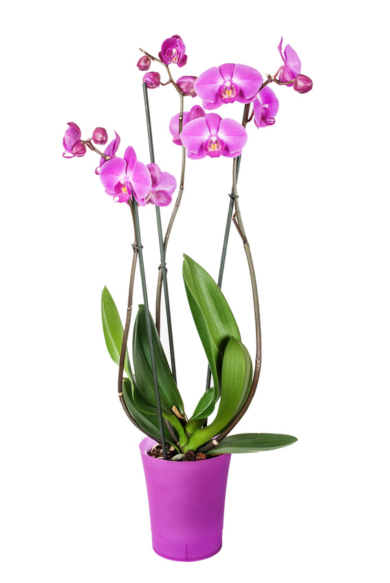 orchidée violet phalaenopsis