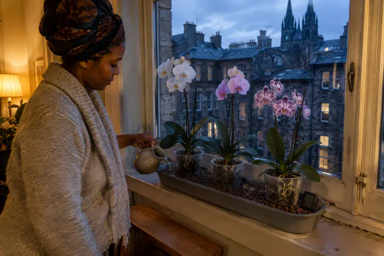 Une femme verse de l’eau dans un long plateau de billes d’argile sur lequel reposent trois phalaenopsis en pot transparent, sur un large rebord de fenêtre