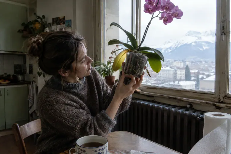Une jeune femme lève vers la fenêtre un Phalaenopsis rose en pot transparent pour observer ses racines, une feuille du bas jaunie